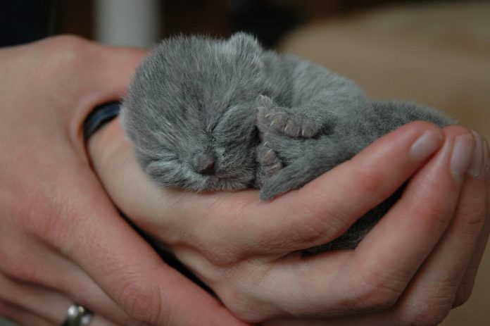 gato cinza recém-nascido na mão