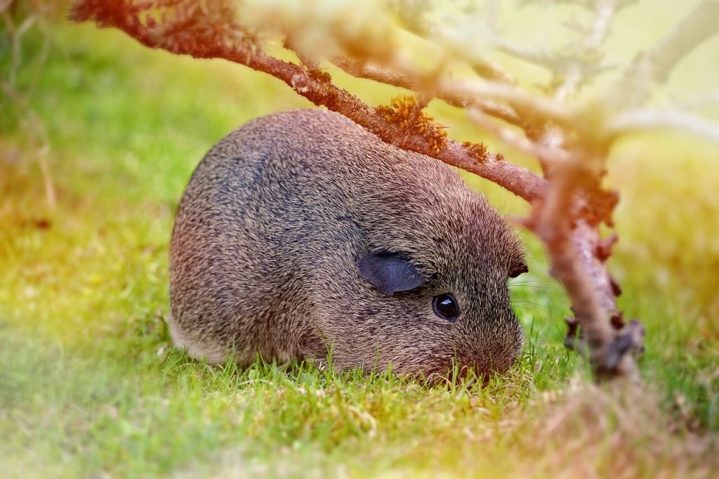 porquinho da índia marrom na natureza