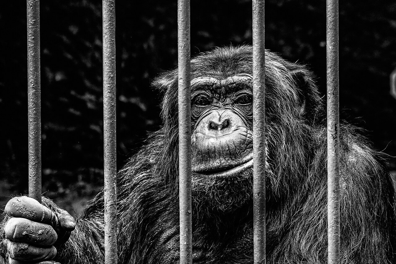 gorila preso em jaula