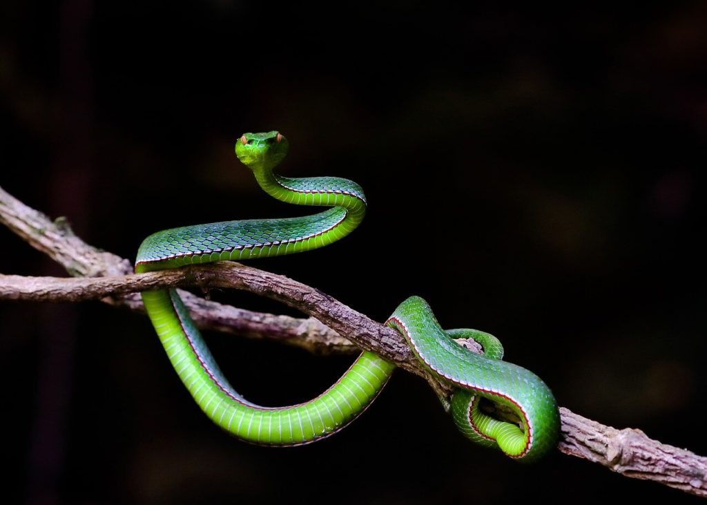 cobra verde no escuro em galho