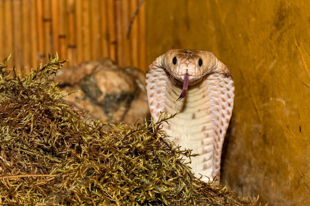 cobra naja observando