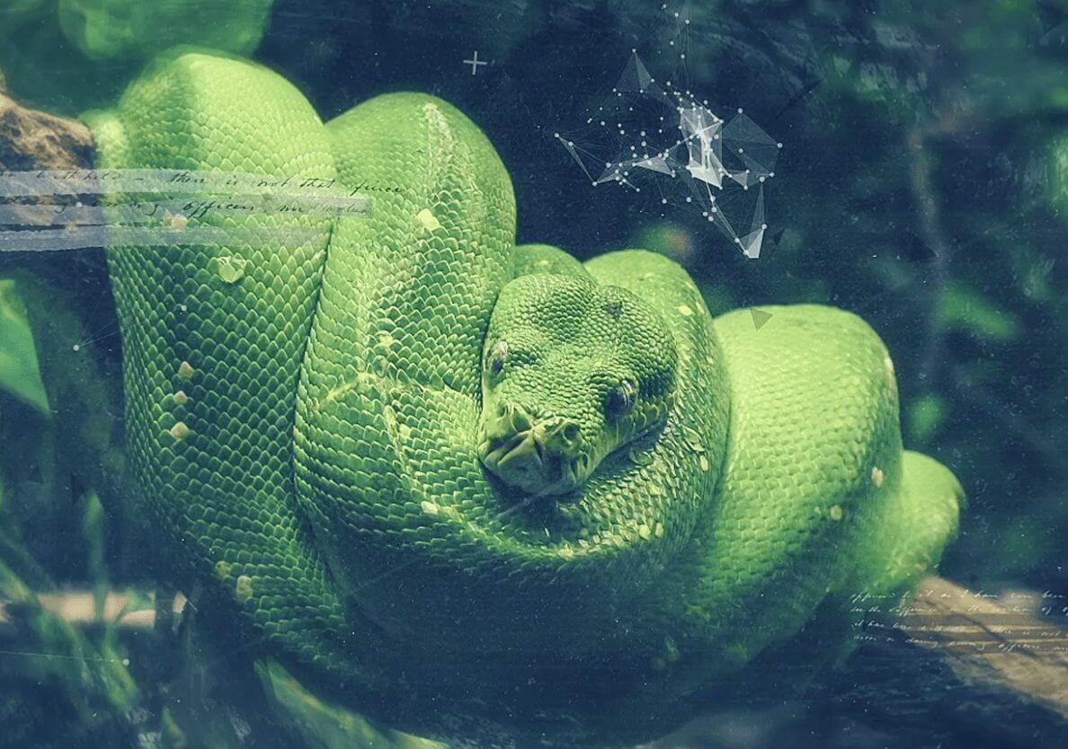 cobra verde enrolada no galho