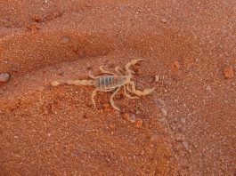 escorpião marrom andando na terra