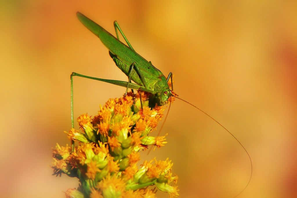 gafanhoto verde na flor