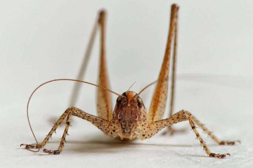 gafanhoto marrom de perto