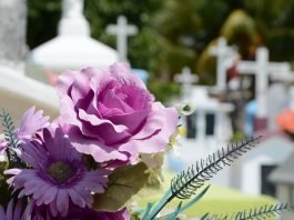 flores roxas no cemitério