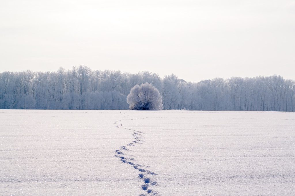 pegadas na neve branca