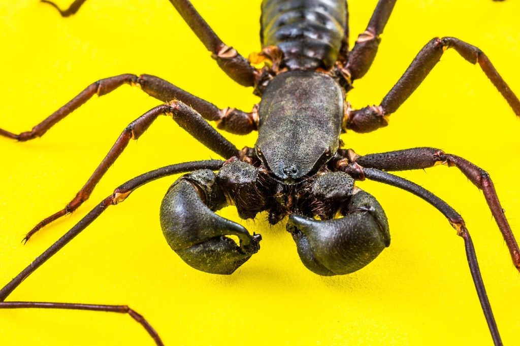 escorpião preto no chão amarelo