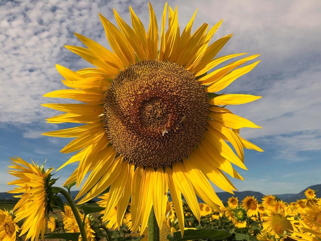 girassol virado em um campo