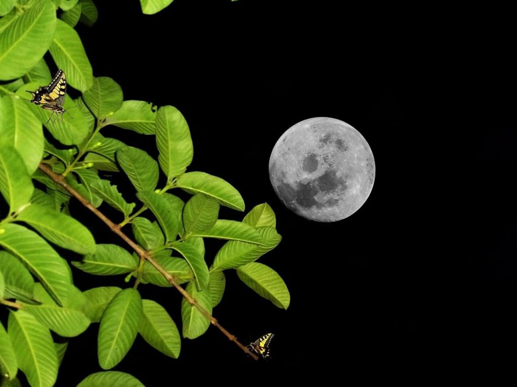 lua cheia atrás da árvore