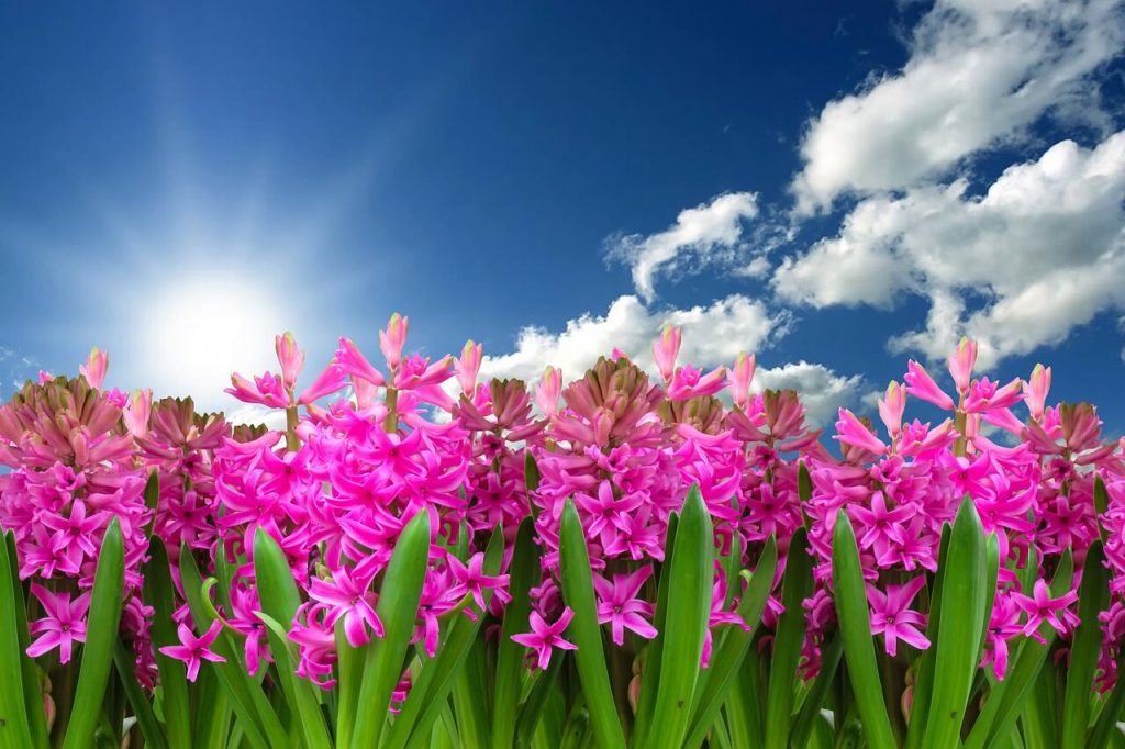 jardim de flores cor de rosa